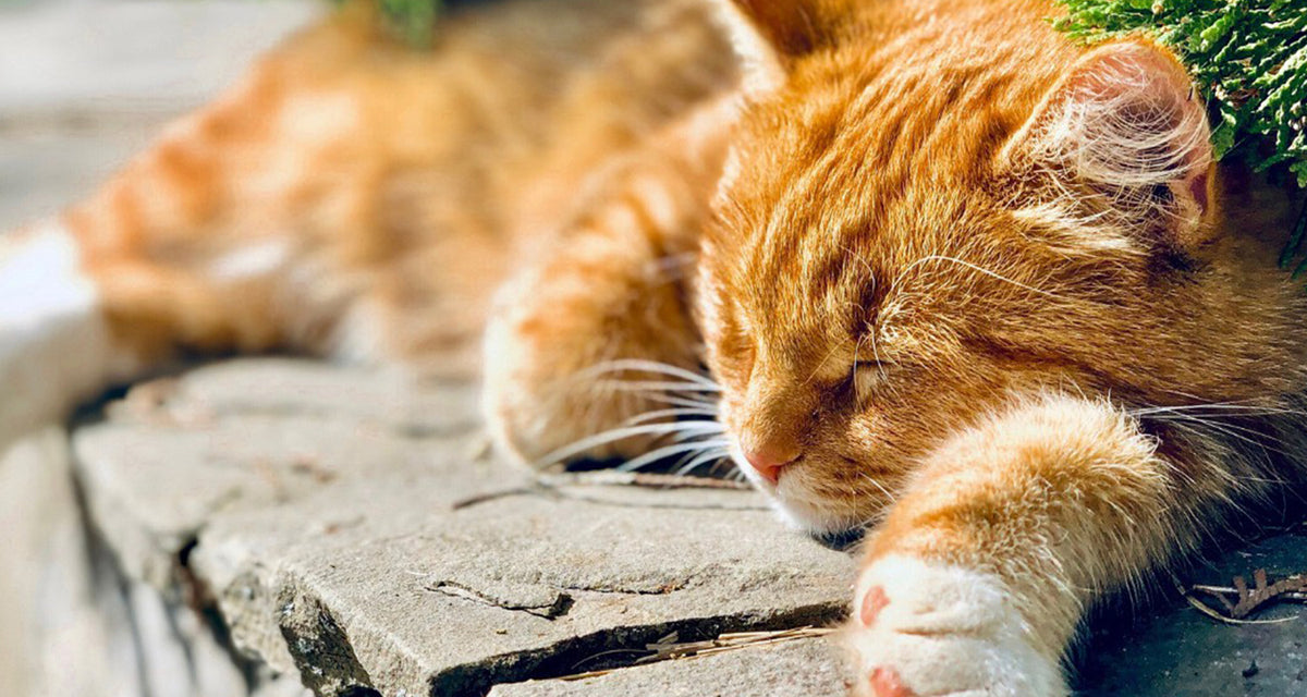 all-planet-pet-society-uk